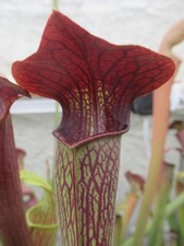 Sarracenia Alata “Purple
