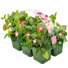 6 x Basket Plants Fuchsia