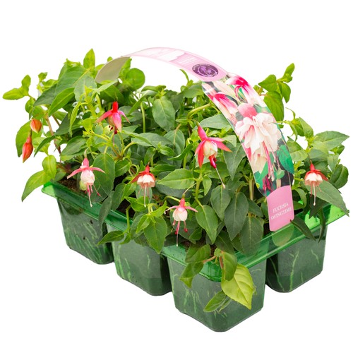 Basket plants fuchsia - x,
