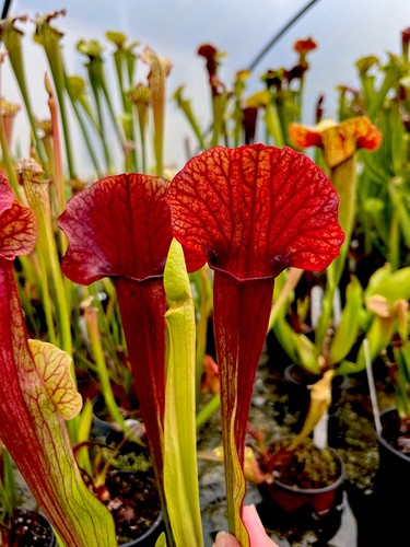 Sarracenia exornata - x,