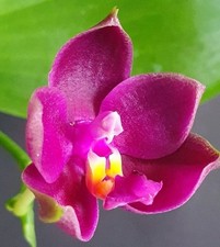 FRAGRANT  Phalaenopsis  Joy