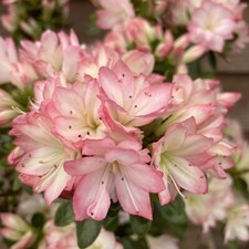 Rhododendron Roehr's Peggy Ann 2L Pot White/Pink Bicolor Evergreen Azalea