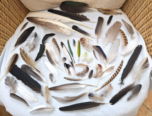 Real natural feathers - 70,