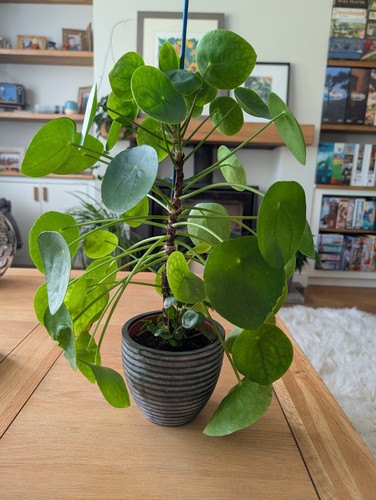 Pilea peperomioides chinese - peperomioides,