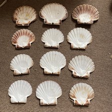 12 X Natural Flat Scallop Shells Ideal For Crafting 4-5”