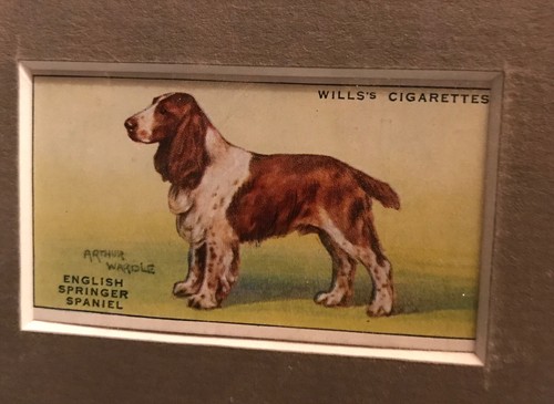 Matted english springer - english,