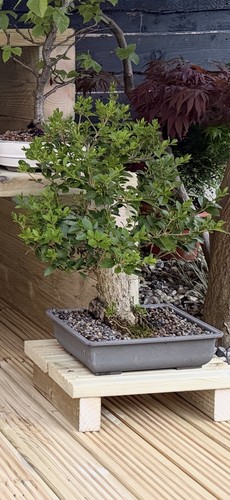 Privet bonsai tree - privet,