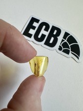 Baltic Amber with Mosquito