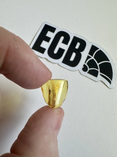 Baltic amber with - amber,