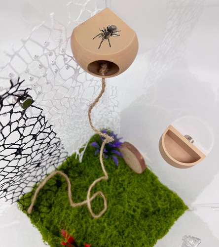 Jumping spider hide with - jumping,