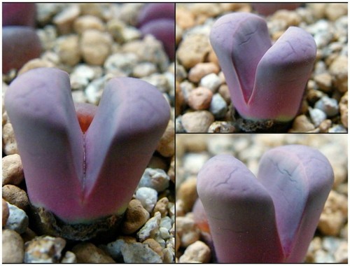Lithops meyeri c272 seeds - 10,