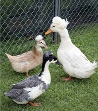 12 Pack Crested Duck Eggs