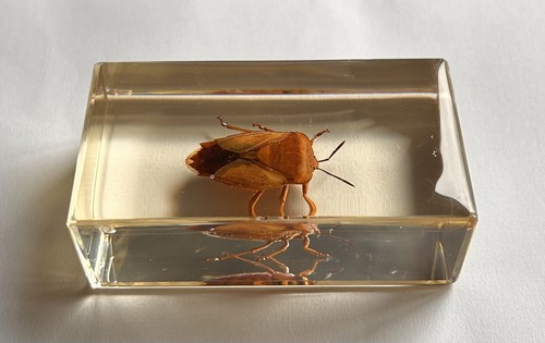 Real insect - insect, bug)