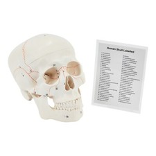 Anatomical 3-Part Medical Skull | Numbered Skull From 1-55 With Skull Guide Inc