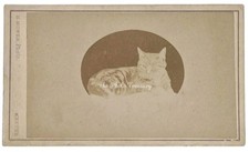 CDV TABBY CAT PET PHOTO COLLAR