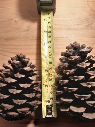 Giant extra large natural - x,