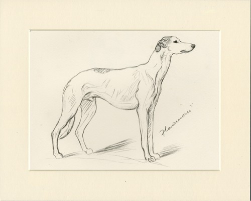 Greyhound vintage 1937 dog art - greyhound,