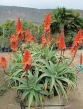 Aloe arborescens x - arborescens, 20