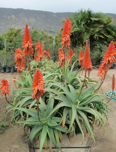 Aloe arborescens x seeds - arborescens,
