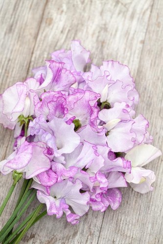 Sweet pea jimmy - pea, 'jimmy