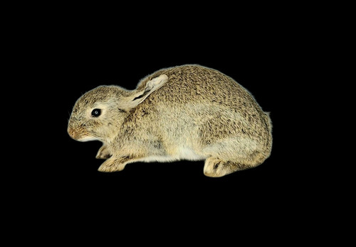 Taxidermy european rabbit - taxidermy,