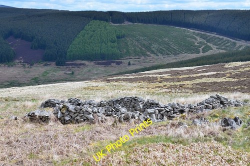 Photo 6x4 sheep - 6x4,