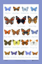NEW Glencoe Butterflies Tea