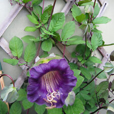 FLOWER COBAEA VIOLET (CUP AND