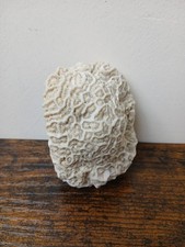 Vintage Natural Brain Coral Nautical Aquarium Crafts