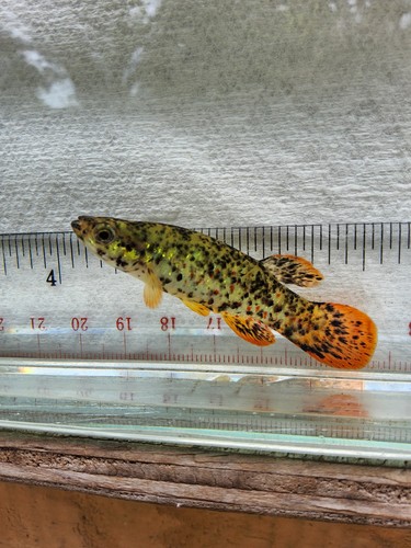 Melanistic golden topminnow - melanistic,