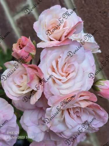 Leona galaxy pelargonium - galaxy,