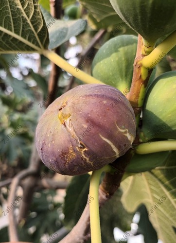 Pittakouri fig tree - 2,