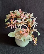 Vintage Bonsai Tree In Pot Green Jade Glass Flowers