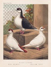 pigeon pigeons pigeons black lahore red helmet spot lithograph Ludlow 1870