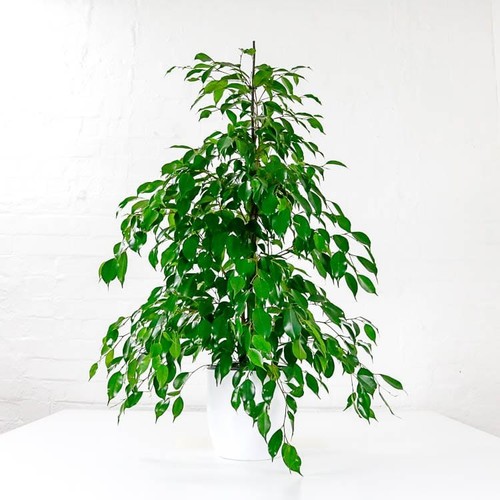 Weeping fig danielle - fig,