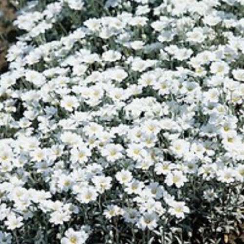 Cerastium tomentosum snow in - 6,
