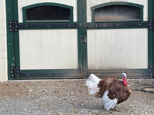 Turkey hatching eggs