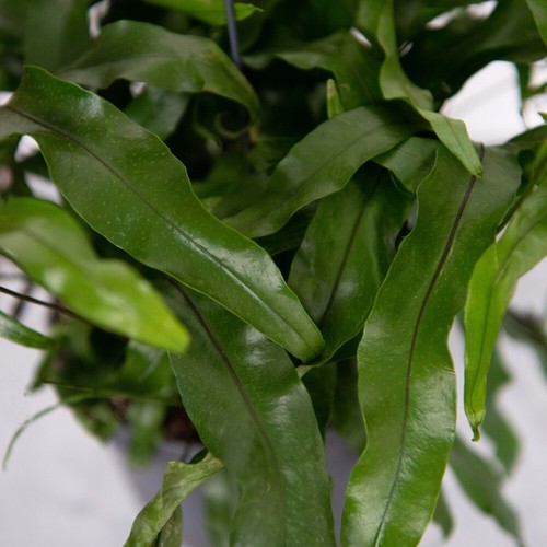 Houseplant indoor kangaroo - t&m,