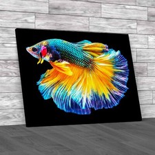 Vibrant Siamese Fighting Fish