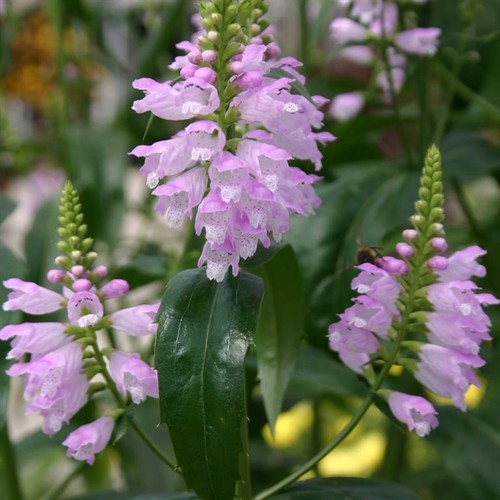 Physostegia virg rosea hardy - rosea,