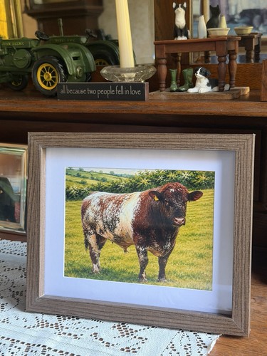 Beef shorthorn bull - beef,