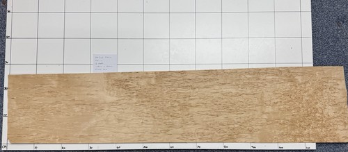 Mazur birch real - mazur,
