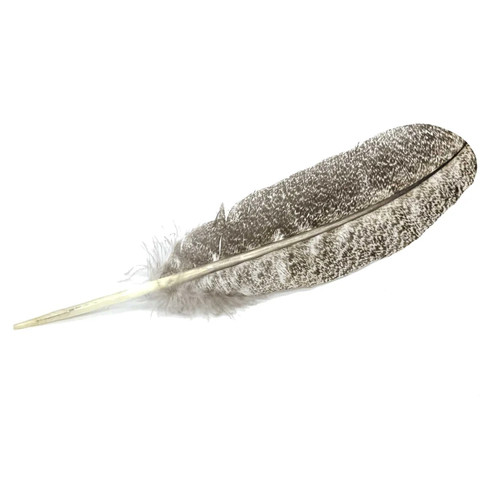 Speckled imitation eagle - speckled,
