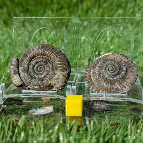 Dactylioceras ammonite pair