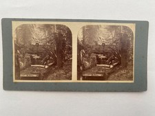 1800s Australia Stereoview Photograph Botanical Gardens Sydney