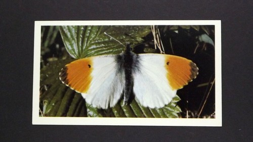 Grandee cigar card - 1,