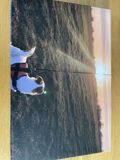 Jack Russel Terrier Canvas On