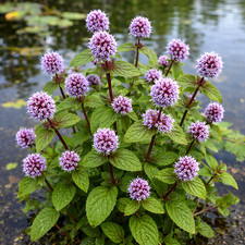 Water Mint Mentha UK POND