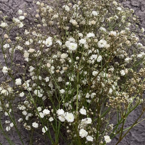 Gypsophila seeds covent - seeds,