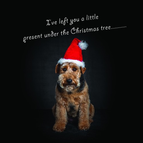 Welsh terrier christmas cards - terrier,